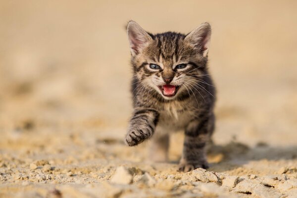 Grey kitten meows with joy