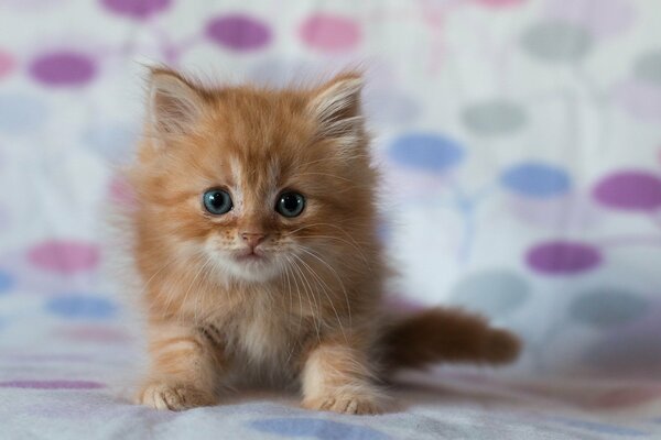 Pequeño gatito rojo en un fondo borroso