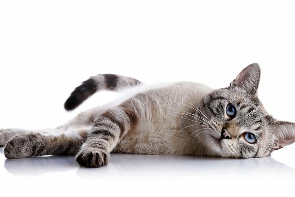 Handsome cat on a white background