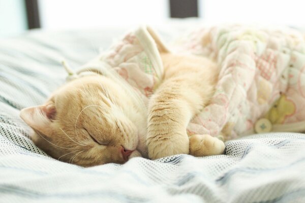 Beige British cat sleeping on the bed