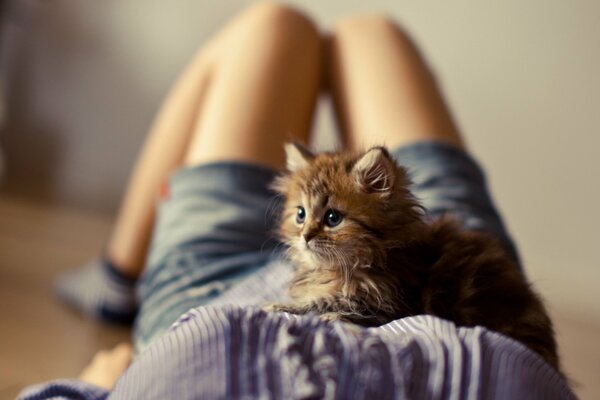 Pequeño gatito peludo lindo