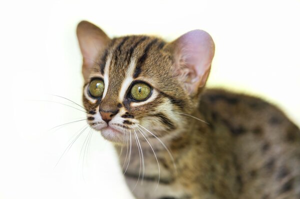 La mirada de un lindo gatito manchado