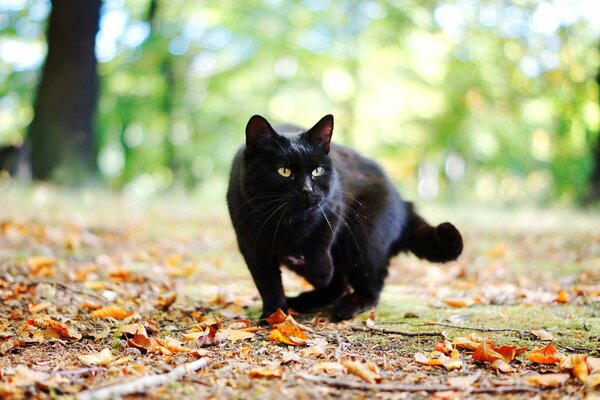 Black cat in autumn foliage