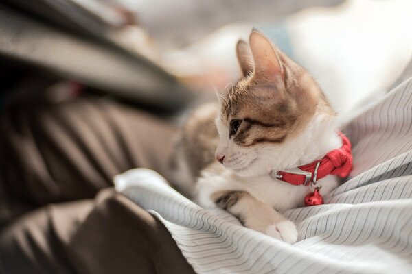 Gatto domestico con fiocco rosso