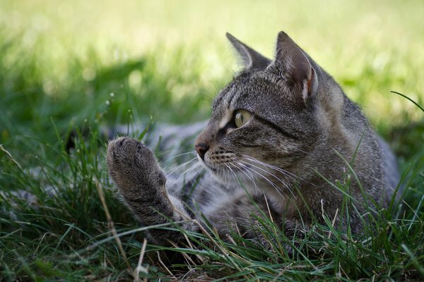 A grey cat is lying on the grass