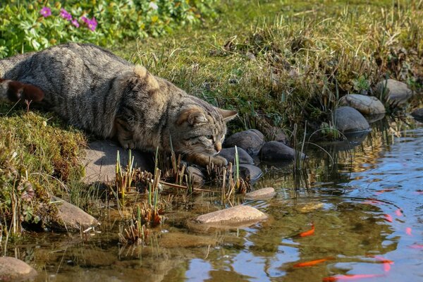 Graue Katze am Flussufer