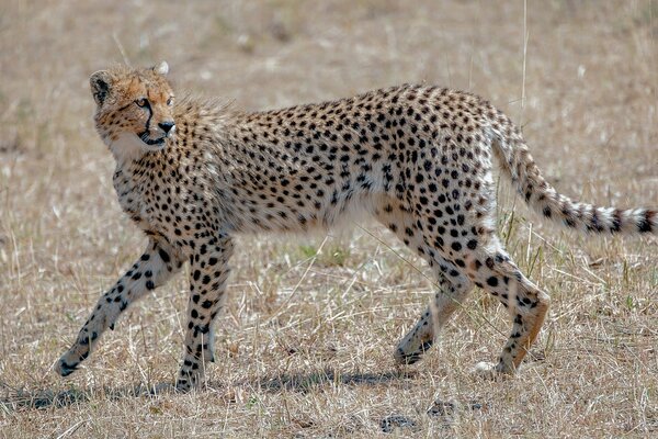 Graceful guépard Dangerous Wild cat