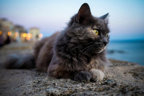 Gato acostado en la orilla del mar