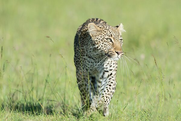 Un leopardo depredador corre sobre la hierba