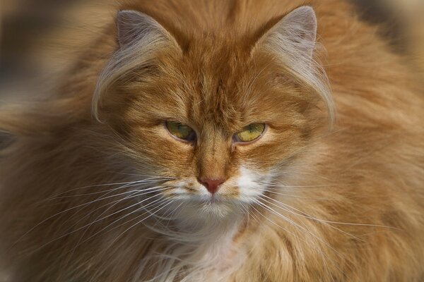 Der böse Blick einer roten Katze