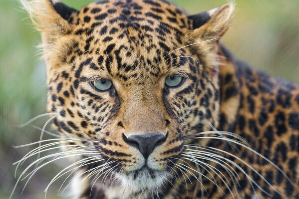 Der Leopard hat eine helle Farbe und einen langen Schnurrbart