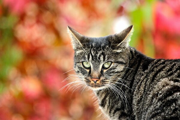 Look chat gris à rayures. Fond flou