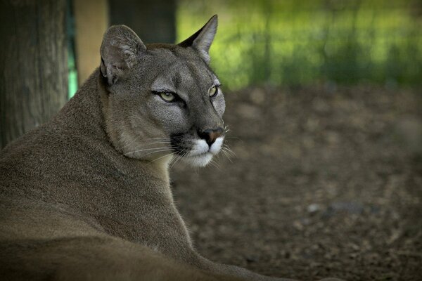 Cougar on vacation after hunting