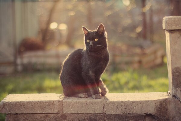 Resplandor y la luz que cae sobre el gato que se sienta en la pared