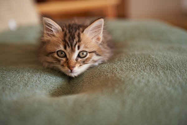 The kitten lay down on a soft blanket