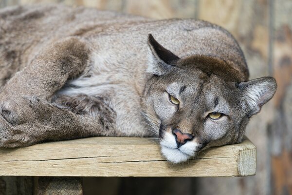 Fauler puma liegt auf dem Brett