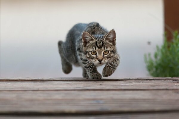 Piccolo gattino caccia all aperto