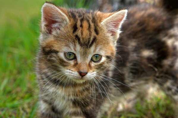 A kitten similar to a tiger cub with an unusual color