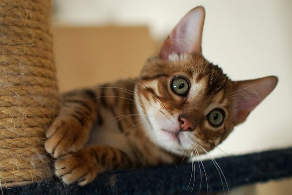 A frightened kitten looks out from behind a scratching post