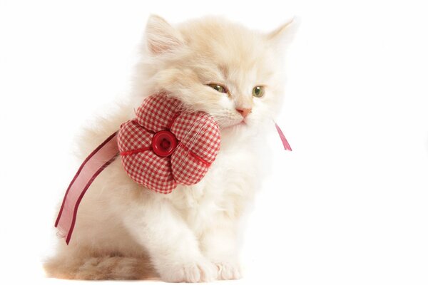 Pequeño gatito peludo con una flor en el cuello