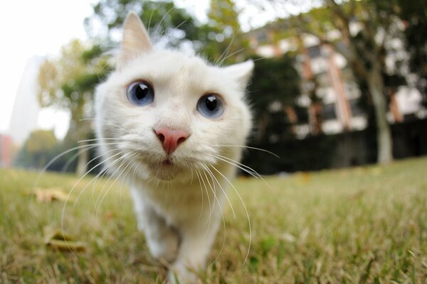 A white cat with a big mustache looks at the camera