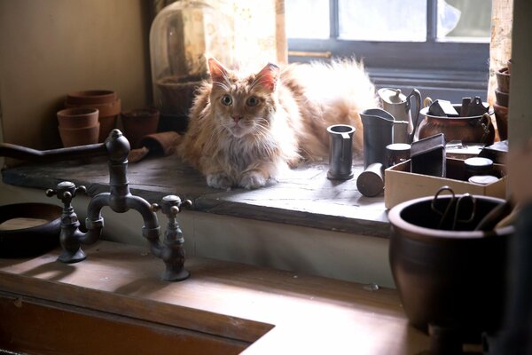 Gran pelirroja gato en la ventana