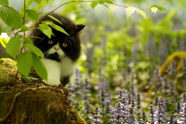 Peludo gato triste en un montículo en el bosque