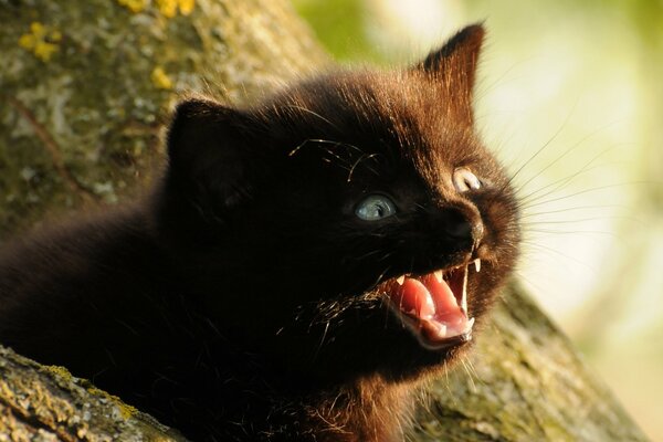 A small black kitten meows in a tree