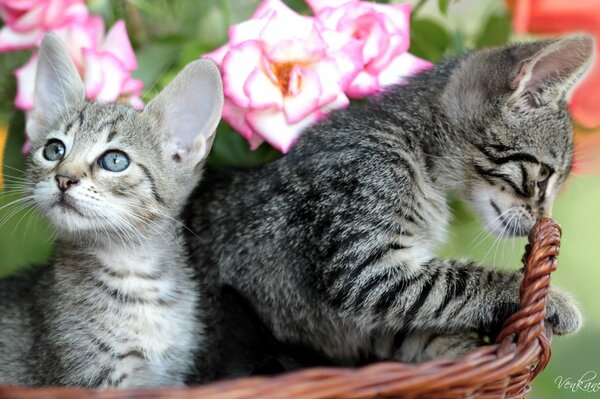 Kleine Kätzchen in einem Korb mit Rosen