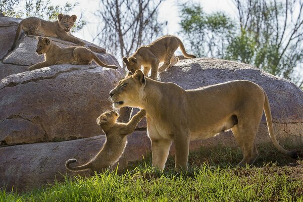 Leones junto a su madre