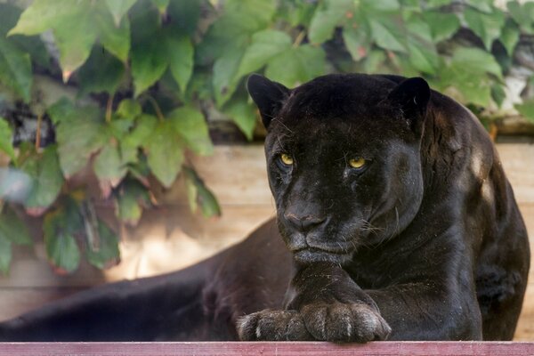 The black panther hid in the shadows