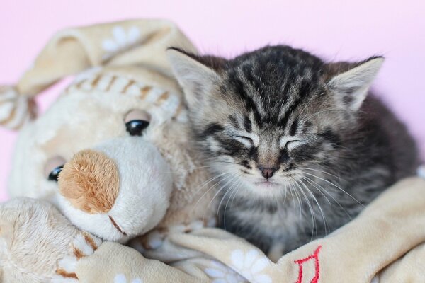 A kitten sleeping with a favorite toy