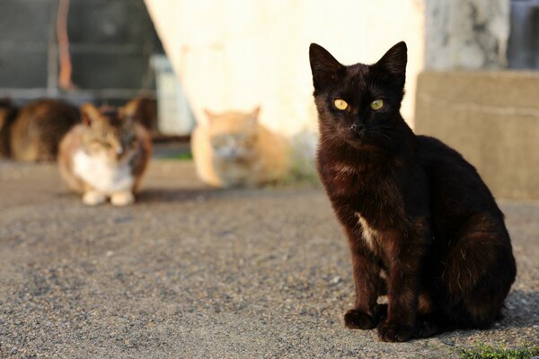 Treffen von Straßenkatzen in der Sonne