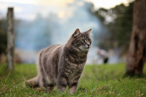 Fluffy cat walks in the grass