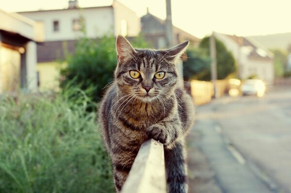 Die Katze hat sich bequem auf dem Zaun niedergelassen