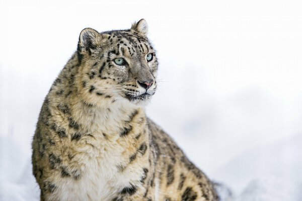 Panther on a white mneg