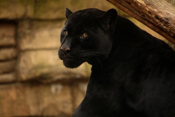 Der schwarze Panther drehte den Kopf