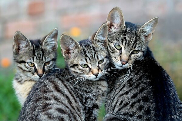 Photo of the day mother cat and two kittens