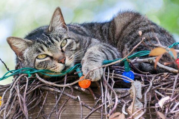 Gato gris yace en ramas con guirnalda