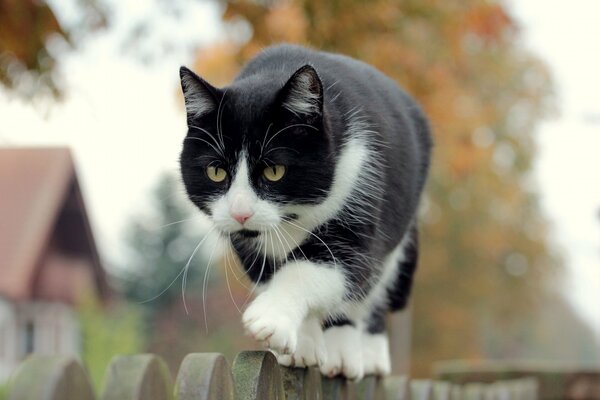 Black and white cat walks along the fence blurred background