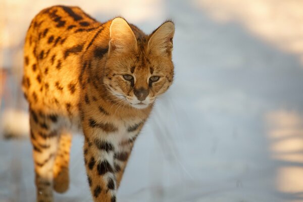 Wildkatze auf Winterjagd