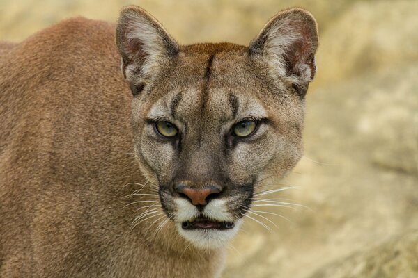 Mountain Cat è una milf cougar