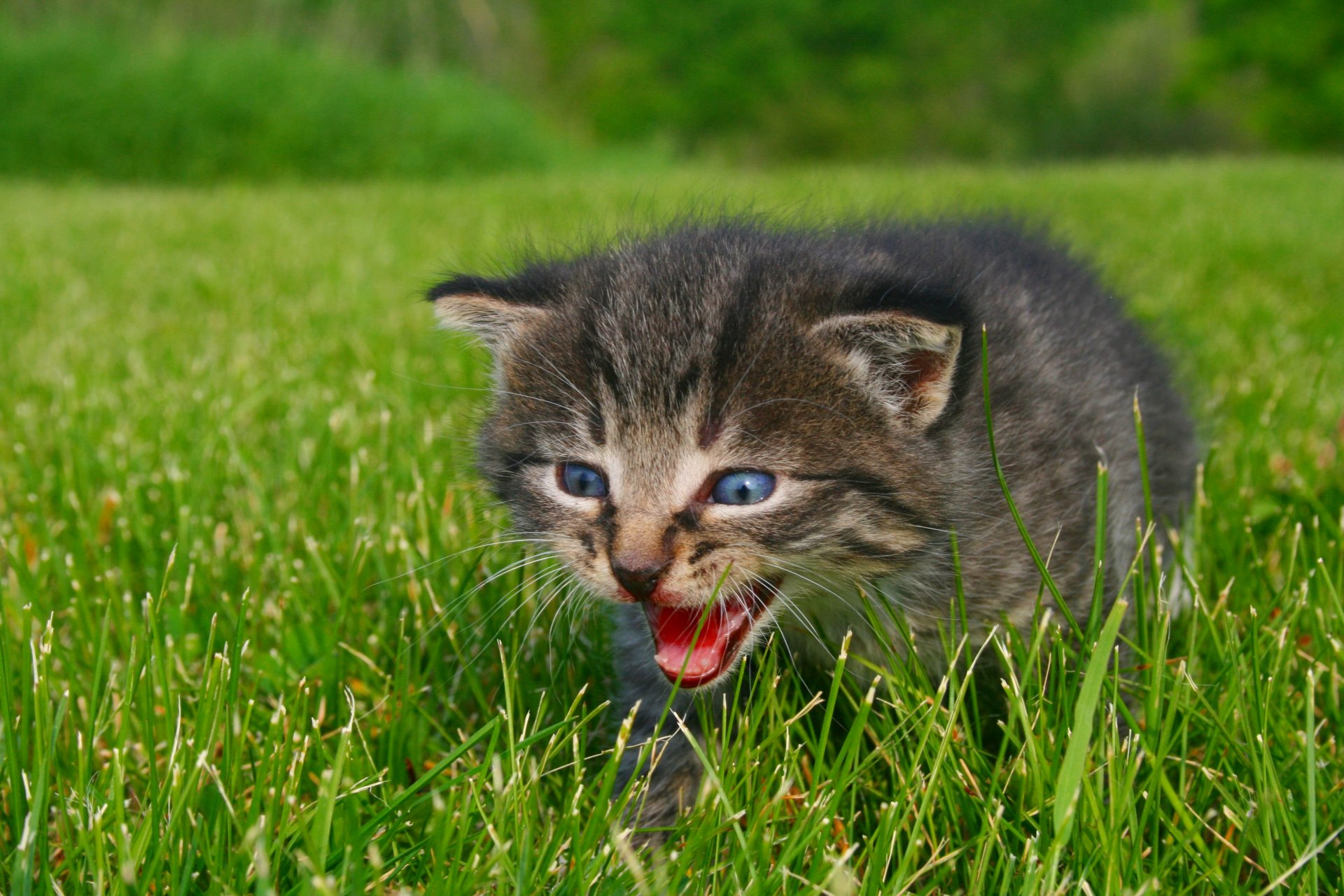 chiamata per la mamma animali gattino chiamata per la mamma natura erba verde foto occhi blu sibilo