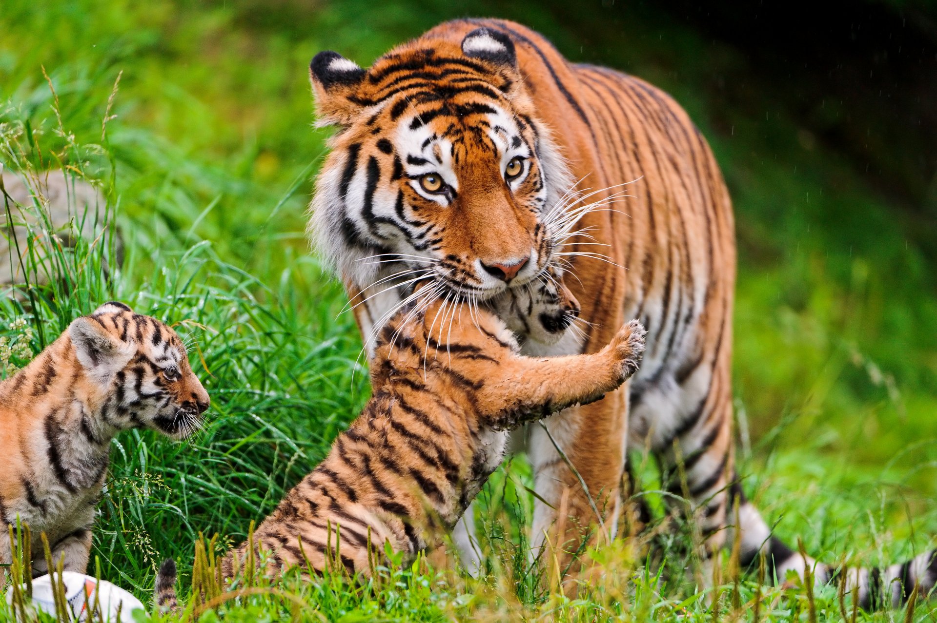 tigri gatti cucciolo di tigre famiglia amur erba ©tambako the jaguar