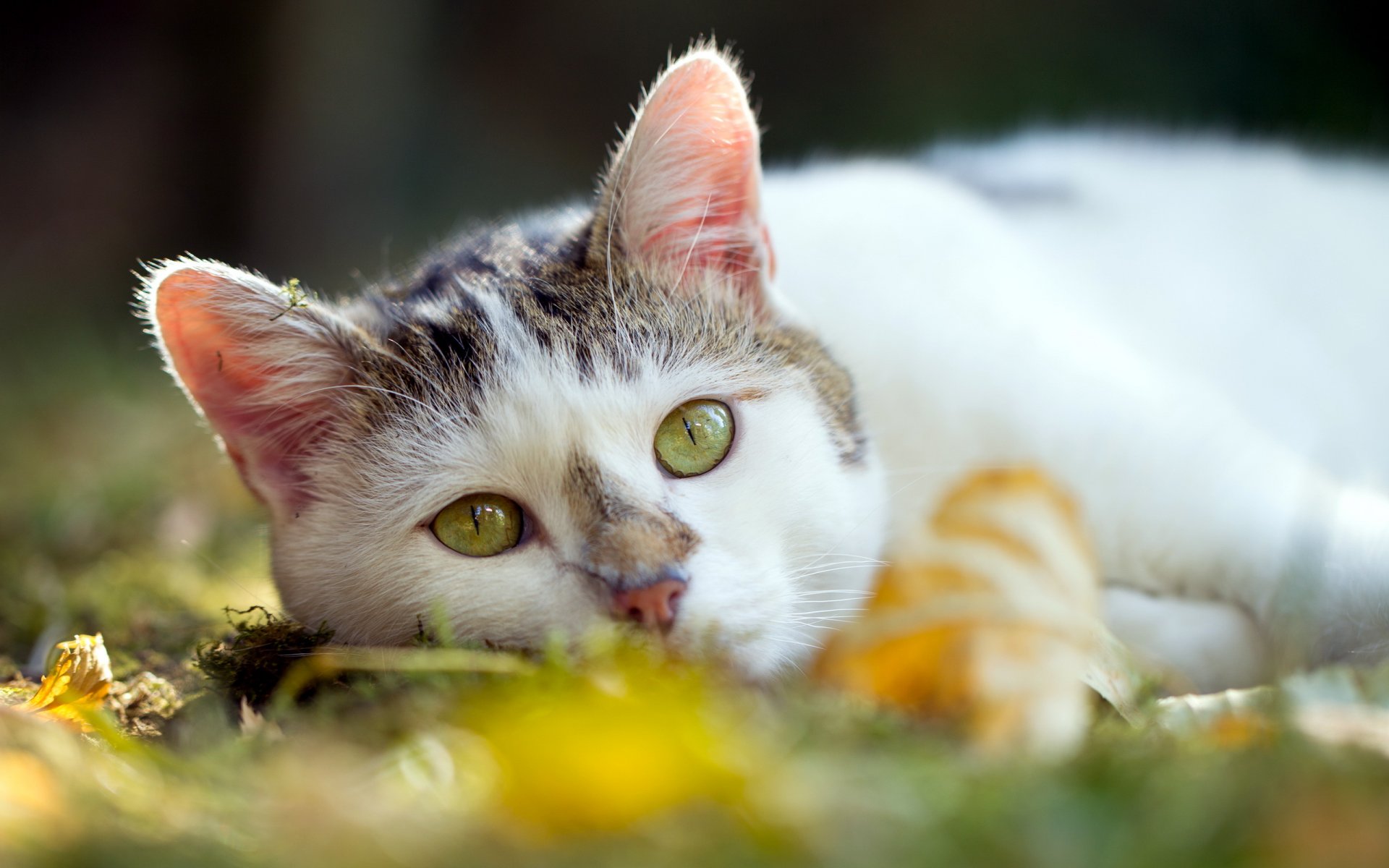 gato verano fondo