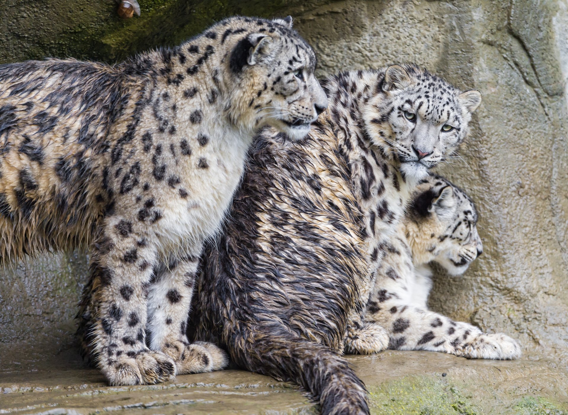 pantera śnieżna irbis koty trójca rodzina mokre ©tambako the jaguar