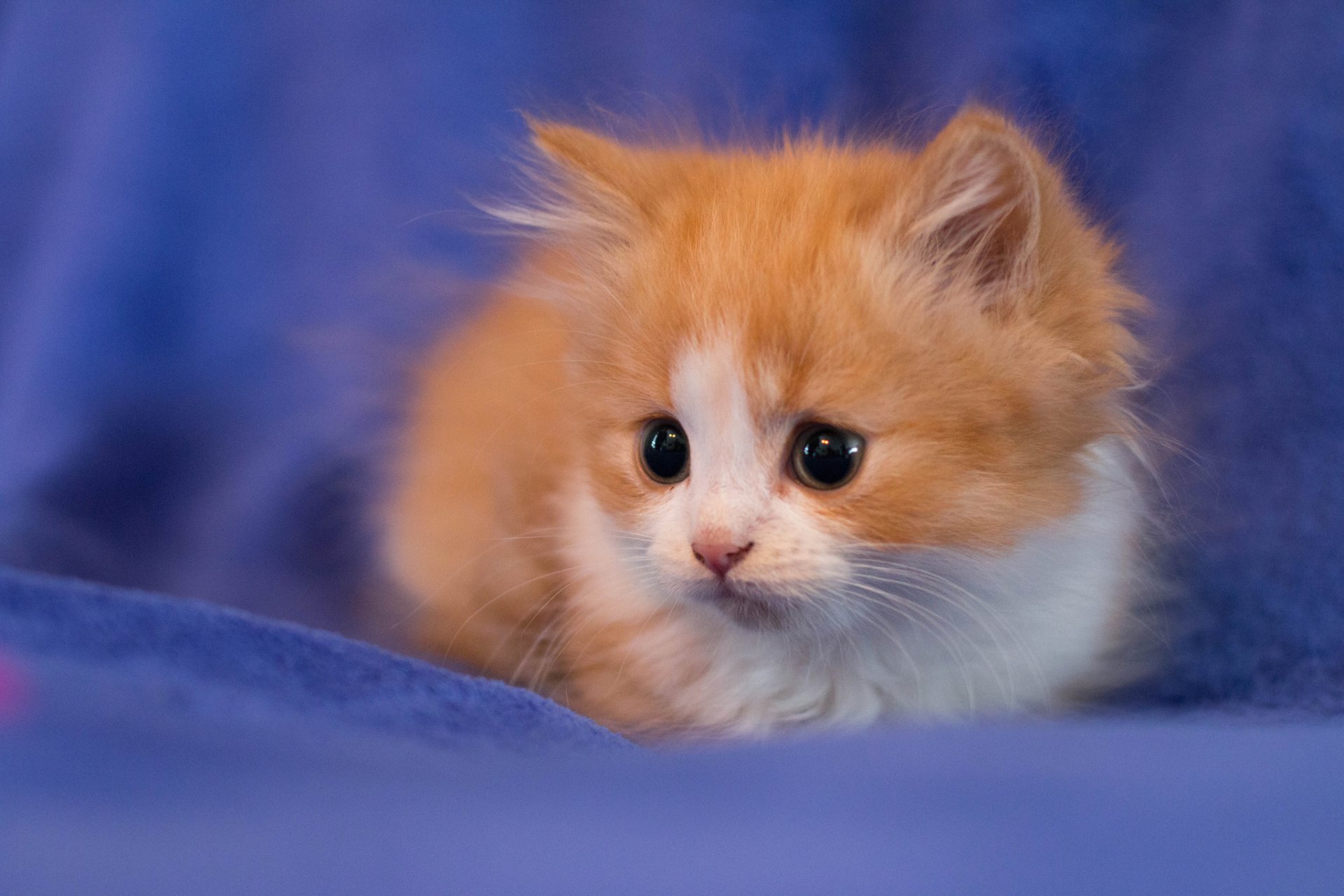 chaton rousse enfant vue arrière-plan