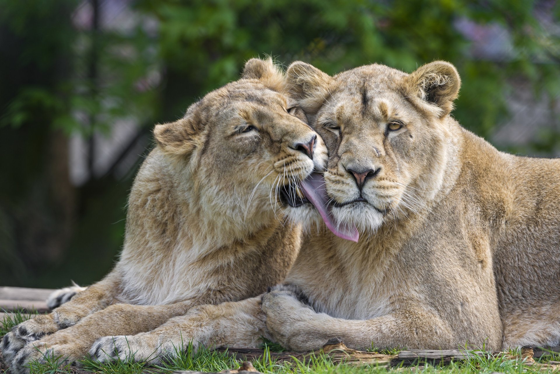 lions chats lionne amour couple ©tambako the jaguar