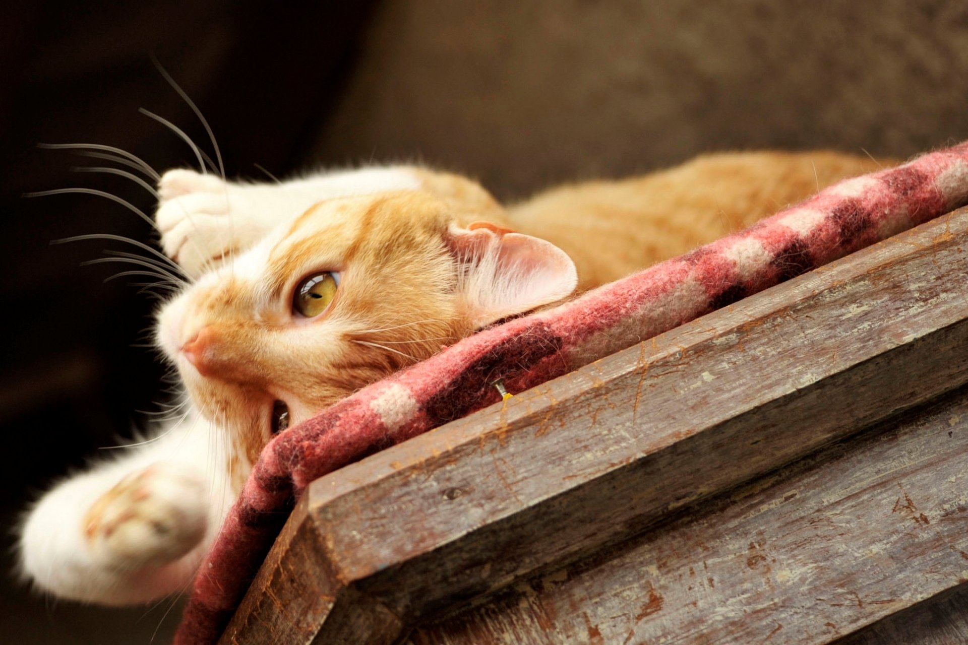 katze katze rothaarig faul pfoten schnurrbart tisch liegt