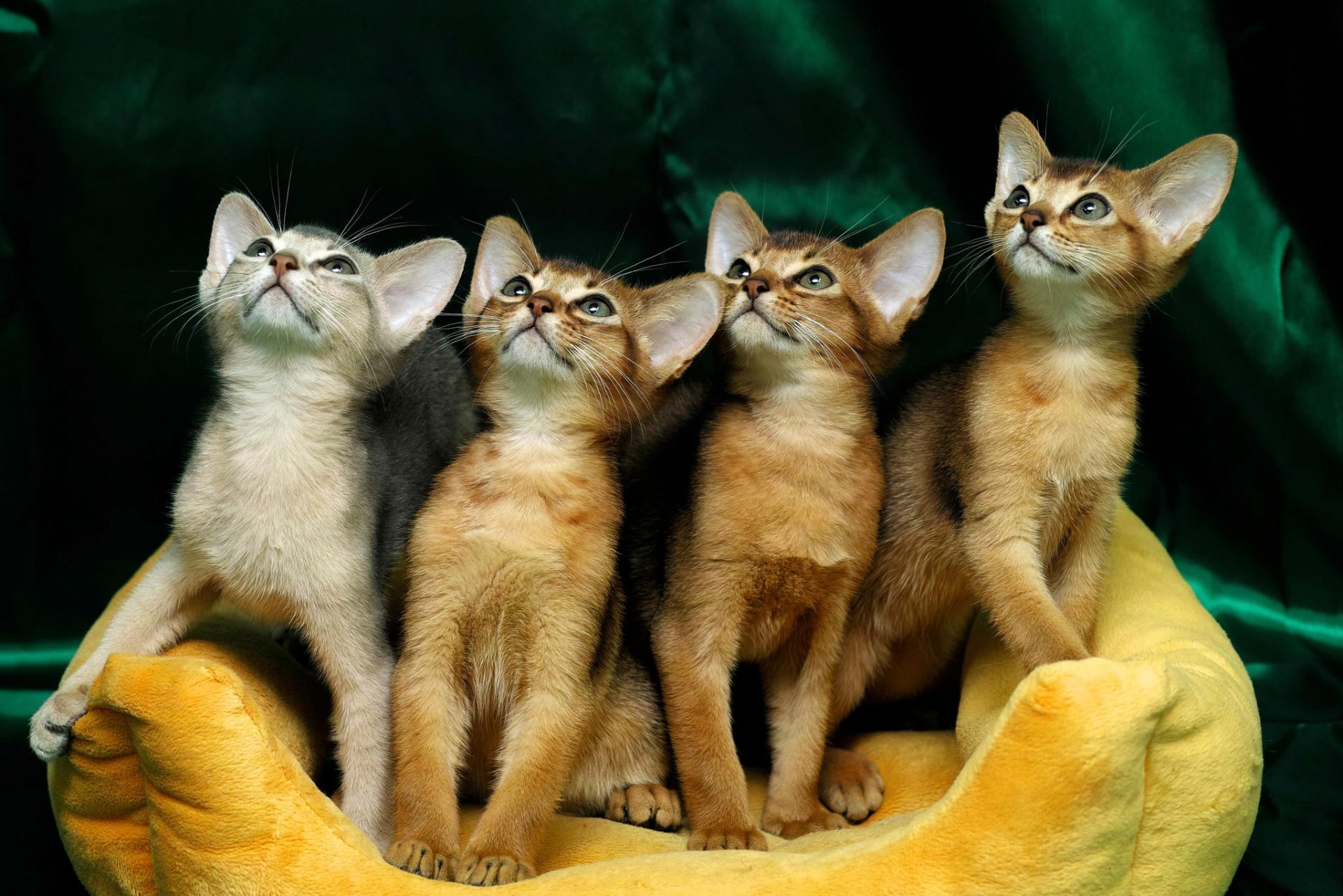 chatons quatuor museaux